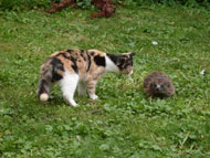 Opa z'n nieuwe poes Bas maakt kennis met een egel
